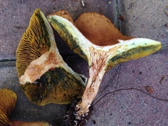 Phylloporus rhodoxanthus image