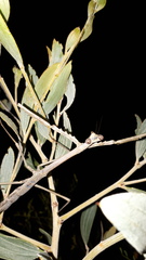 Archimantis quinquelobata