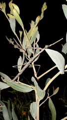 Archimantis quinquelobata