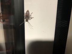 Plectrura spinicauda