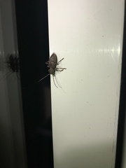 Plectrura spinicauda