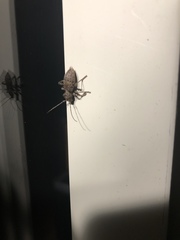 Plectrura spinicauda