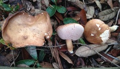 Tylopilus minor image