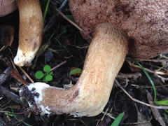 Tylopilus minor image