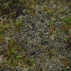 Bilimbia sabuletorum