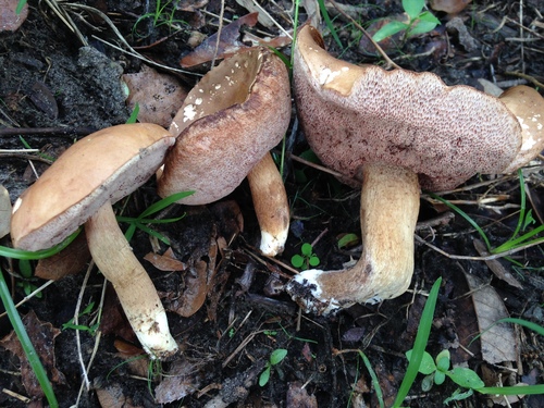Tylopilus minor image