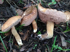 Tylopilus minor image