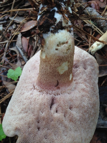 Tylopilus minor image