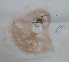 Tylopilus minor image