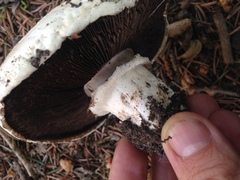 Agaricus bernardii
