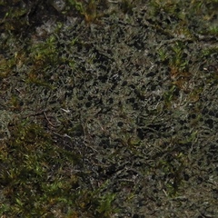 Bilimbia sabuletorum