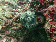 Porifera