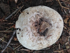 Agaricus bernardii