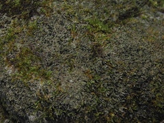 Bilimbia sabuletorum