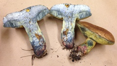 Boletus luridellus image