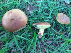 Boletus luridellus image