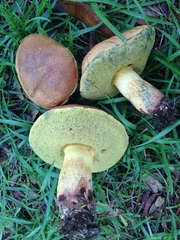 Boletus luridellus image