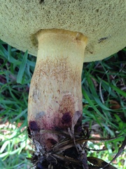 Boletus luridellus image