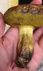 Boletus luridellus image