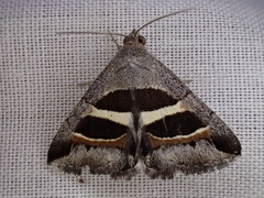 Grammodes quaesita