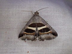 Grammodes quaesita