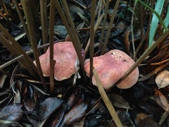 Pulchroboletus rubricitrinus image