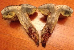 Pulchroboletus rubricitrinus image