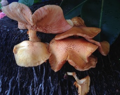 Gymnopilus palmicola