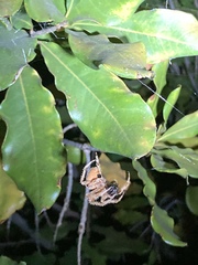 Eriophora edax