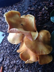 Gymnopilus palmicola