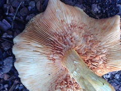 Gymnopilus palmicola