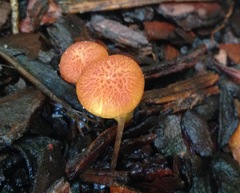 Gymnopilus palmicola
