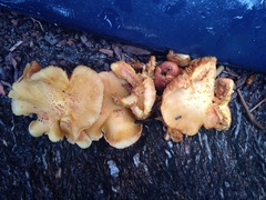 Gymnopilus palmicola