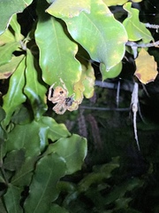 Eriophora edax