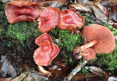 Cortinarius marylandensis