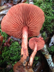 Cortinarius marylandensis