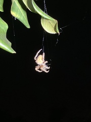 Eriophora edax