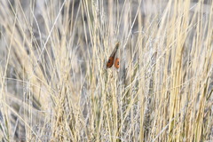 Argyrophenga antipodum