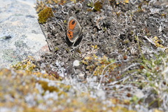 Argyrophenga antipodum