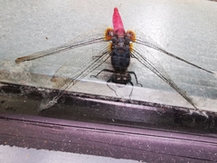 Orthetrum chrysis
