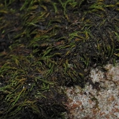 Scytinium dactylinum
