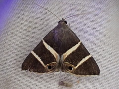 Grammodes oculata
