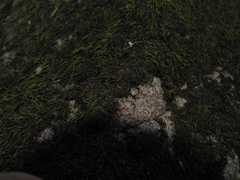Scytinium dactylinum