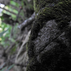 Scytinium dactylinum