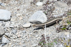 Oligosoma prasinum