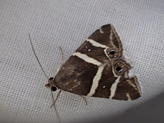 Grammodes pulcherrima