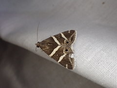 Grammodes pulcherrima