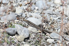 Oligosoma prasinum