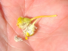 Euryops sulcatus