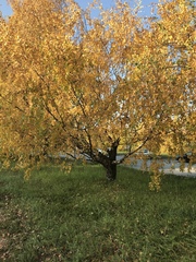 Betula pendula carelica